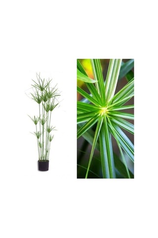 Japon Şemsiyesi Çiçeği Cyperus Alternifolius Saksılı 50 - 70 Cm