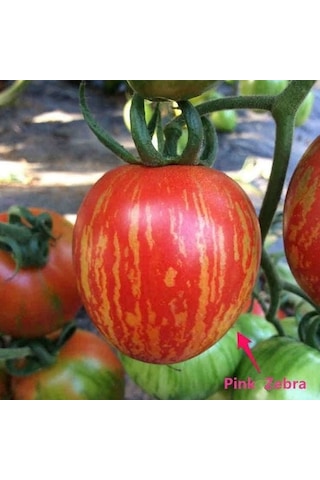 Etli Pink Zebra Domates Tohumu 15 Tohum