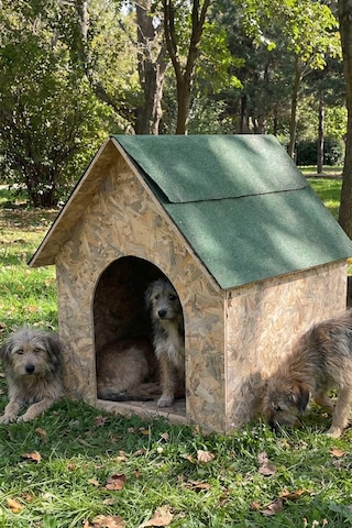 Reyo Köpek Kulübesi Büyük Boy Osb Xl Yeşil Çatılı 100x100x78 Cm Mld0dog08