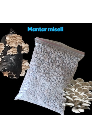100 Gram İstiridye Mantar Tohumu