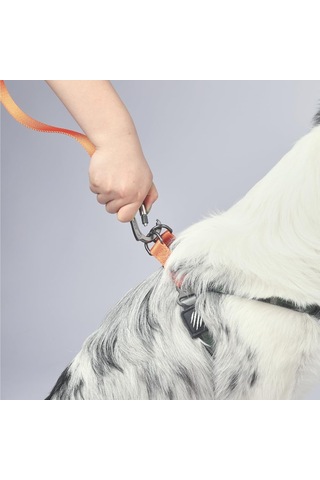 M-pets Wıld Jungle Harness S Çok Renkli