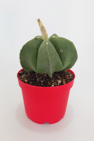 Astrophytum Myriostigma Quadricostatum Nadide Tür Nadir Özel