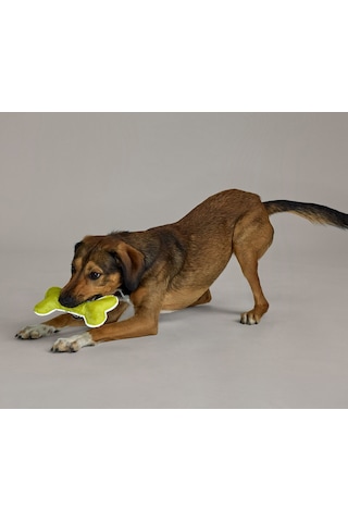 Köpekler İçin Oyuncak, Kemik