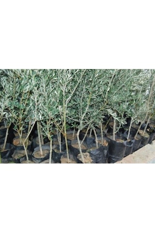 2 Adet Gemlik Tirilye Zeytin Fidanı Tüplü Kalite