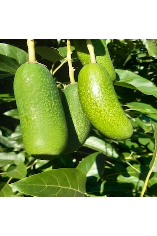Yıldız Meyvesi 1 Adet + Bebek Avokado 1 KG