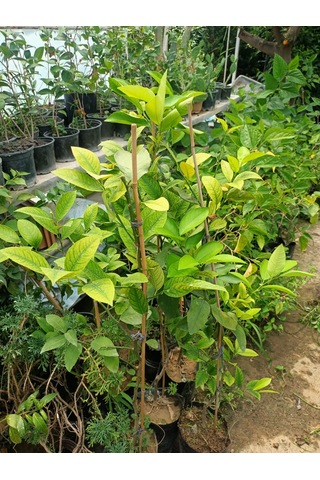 Yeşil Deniz Fidancılık Tüplü Yediveren Limon Fidanı 100-150 Cm