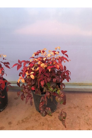 10 'lu Cennet Bambusu-nandina Fidan Paketi