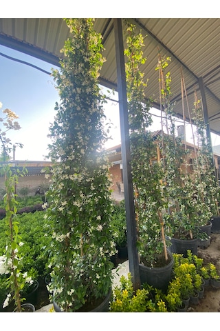 Arap Yasemini / Jasminum Sambac