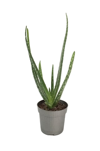 Aloe Vera - Kaktüs