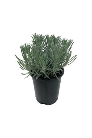 Angustifolia Lavanta Çiçeği Fidanı 10-20 Cm