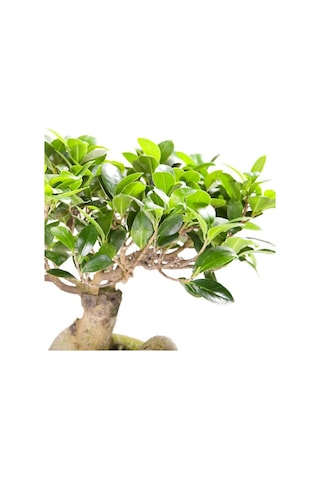 Ficus Ginseng Bonsai 20-30 Cm