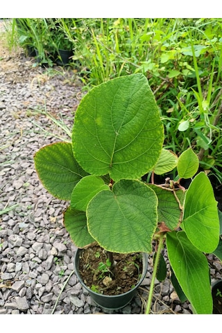 Yeşil Deniz Fidancılık Tüplü Yalova Kivi Fidanı 50-100 Cm Dişi