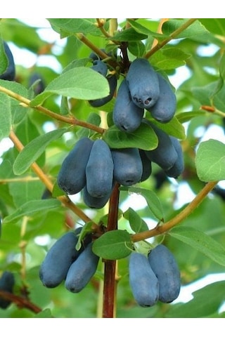 Bal Yemişi Honeyberry Fidanı