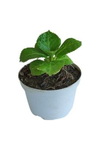 Pembe Renkli Mini Ortanca Çiçeği 1 Adet Saksılı 5-10 Cm İ/dış Mekan Bitkisi