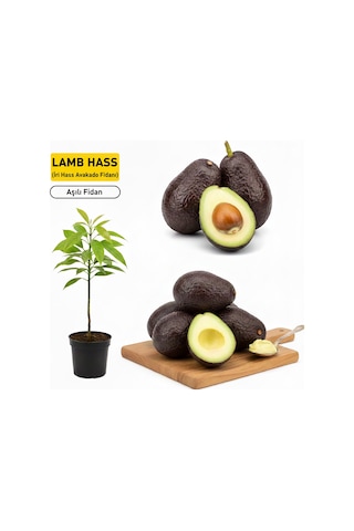 Aşılı Lamb Hass Avokado Fidanı - 2 Yaş Sertifikalı - İri Meyveli Saksıya Uygun 50-70 Cm
