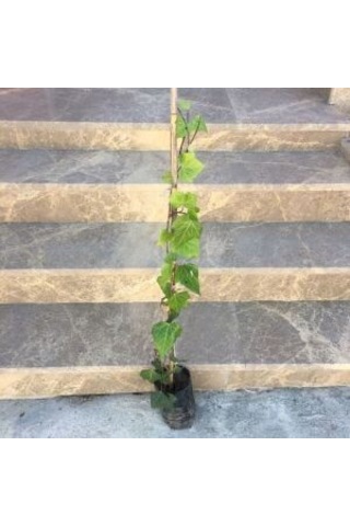 4 Adet Duvar Sarmaşığı Hedere Boy 70-90cm