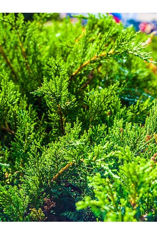Videolu Kokulu Mini Limoni Servi Fidanı 20 Adet Tüplü/mini Saksılı 10-15 Cm Miniature Pine Tree