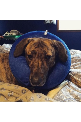 Homyl Şişme Kedi Köpek Tasması Elizabeth Yakasına Alternatif