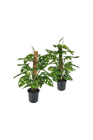 Delikli Devetabanı (Monstera Adansonii Monkey Mask) Sopalı 2 Adet