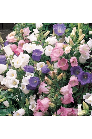 Katmerli Campanula Karışık Çan Çiçeği Tohumu 100 Tohum Katmerli Campanula Karışık Çan Çiçeği Tohumu 100 Tohum