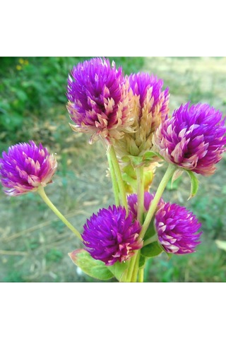 Hanım Düğmesi Tohumu