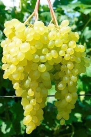 K-7 Çekirdeksiz Yeşil-sarı Üzüm Fidanı 1-2 Yaş Arası Tüplü