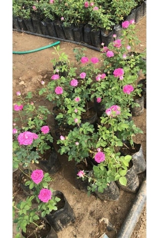 Gerçek Isparta Gülü Fidanı 10-20 Cm