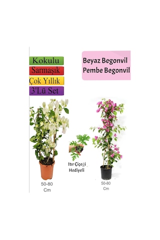 Beyaz+ Pembe Begonvil+ Itır Çiçeği Hediyeli