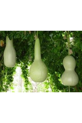 15 Adet Tohum Su Kabağı Tohumu Nadir Su Kabağı Kabak Tohumu Sürpr