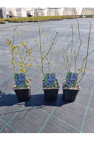 Yaban Mersini Blueberry 3 Yaş