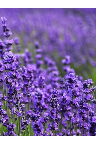 Aysenin Lavanta Hidrosolü / Lavender Hydrosol Lavandula Angustifolia 500 ML