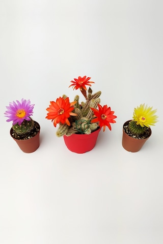 3'lü Çiçekli Kaktüs Set Natocactus Ubelmanianus, EchinopsisChamaecereus, Parodia Buiningii