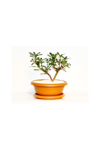 Bonsai Pitosporum Yıldız Çalısı - 7 Yaşında Kiremit Saksı