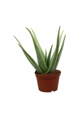 Aloe Vera Bitkisi Fidanı 10-20 Cm