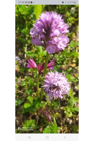 Dogal Salep Fidanı 25 Adet