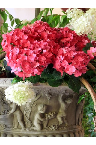 Videolu Hoş Kırmızı Çiçekli Ortanca Fidanı 30-50 Cm Tüplü Çiçekli Bodur Bitkiler Red Hydrangea