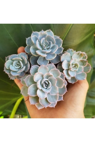Echeveria Morning Beauty - 50 Adet Sukulent