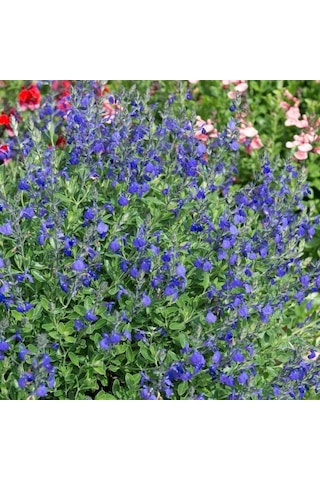 Mavi Süs Adaçayı 5 Adet - Salvia Microphylla Blue Monrovia