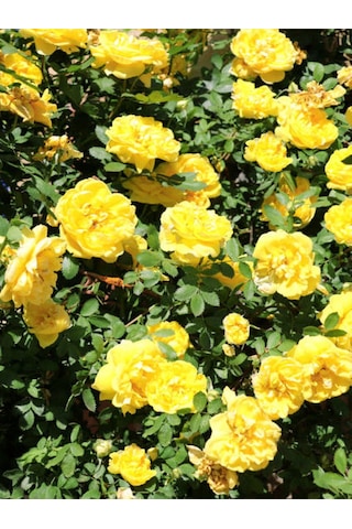 Avantajlı Sarı Sarmaşık Gül Fidanı Kokulu 90 140 Cm 1 Adet Tüplü Aşılı Gül Yellow Rose