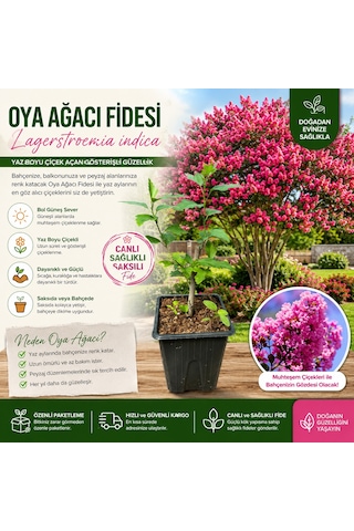 Oya Ağacı Fidesi Lagerstroemia Indica Saksılı Canlı Fide 25-40 Cm Yaz Boyu Çiçekli 1