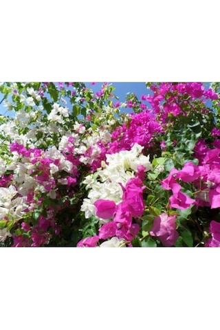 Serada Decor Plant Çift Renk Pembe Beyaz Begonvil Çiçeği Fidanı 60 Cm Saksılı