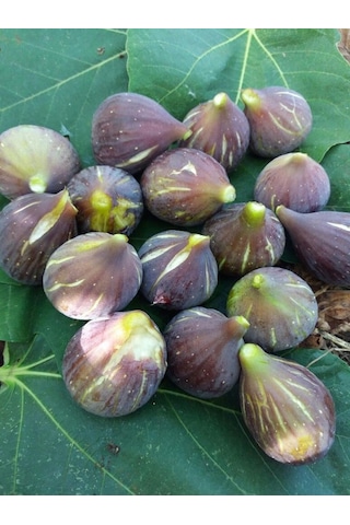 Tüplü 2 Yaş Siyah Orak İncir Fidanı Patlıcan Boy 120-150 Cm