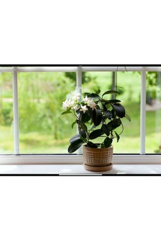 Arap Yasemini Bol Kokulu 30-32 Cm Boy, Saksılı