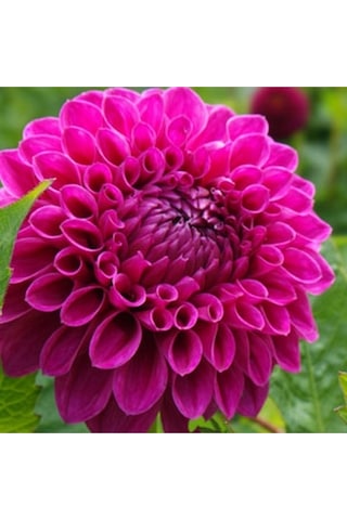 10 Adet Bordo Beyaz Renk Dahlia Yıldız Çiçeği Tohumu + 10 Adet Hediye Karışık Renk Gül Tohumu