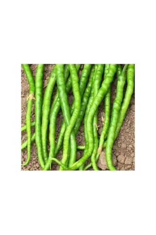 Kıl Tatlı Biber Tohumu - Çoklu Seçenek - 5 Gram