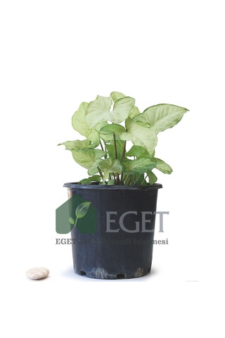 Melek Kanadı Çiçeği Syngonium Podophyllum - 3 Lt Saksıda