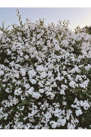 Abelya Çiçeği Fidanı Abelia Ssp. 1+2 Yaş Tüplü Bahçe Ve Çit Bitkisi Abelya Çiçeği Fidanı Abelia Ssp. 1+2 Yaş Tüplü Bahçe Ve Çit Bitkisi