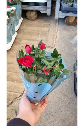 Rosa Gül Kırmızı