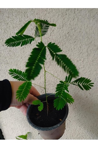 Küstüm Çiçeği Fidesi 15-25 Cm Saksida