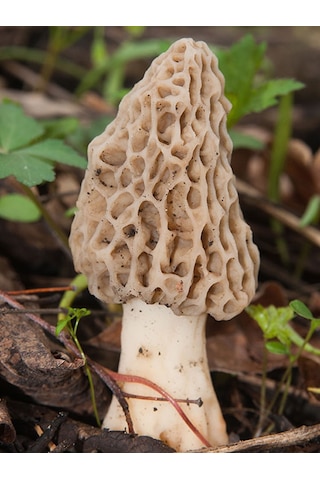 Kuzu Göbeği Mantarı Tohumu Mantar Tohumu 100 G